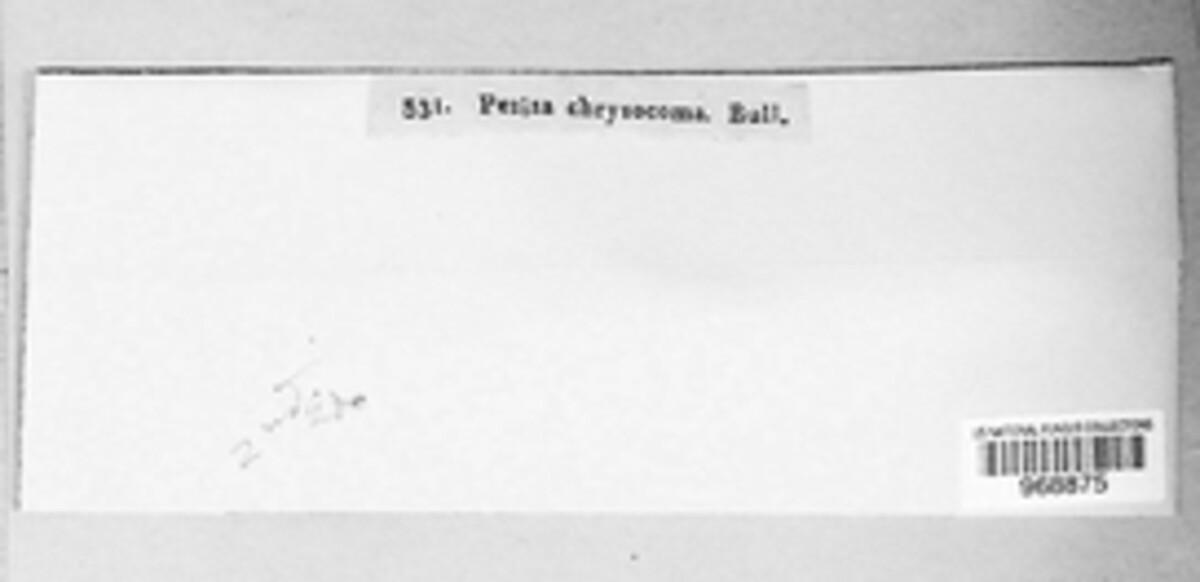 Dacrymyces chrysocomus image